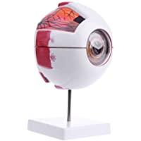 Los mejores  - Longsw Modelo anatómico humano de globo ocular natural instrumento de enseñanza